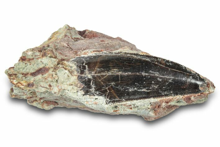 Large Serrated Abelisaurid Tooth In Situ - Dekkar Formation #299107